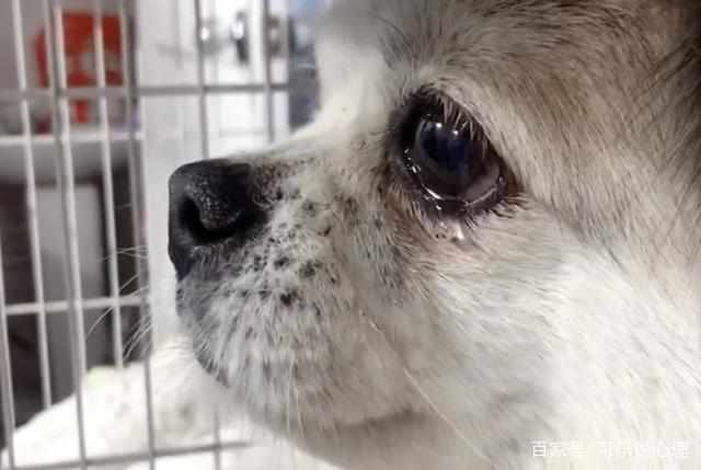 捡到一条宠物狗怎么办