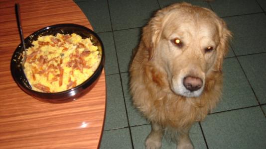 宠物狗的饭怎么做的