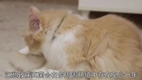 宠物狗得猫癣怎么治疗好