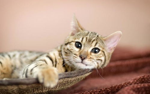 怎么获得好宠物猫