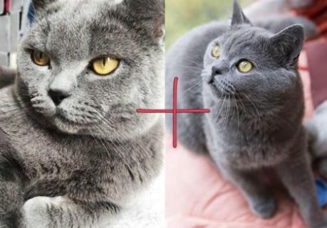 怎么分辨纯种宠物猫