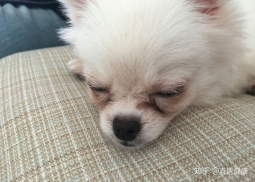 宠物狗不卫生吗怎么办