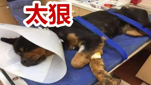 宠物狗被暴揍怎么办