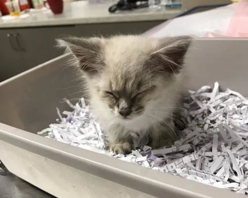 宠物猫流浪带回家怎么办