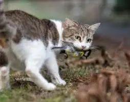 宠物猫怎么卖到澳洲去
