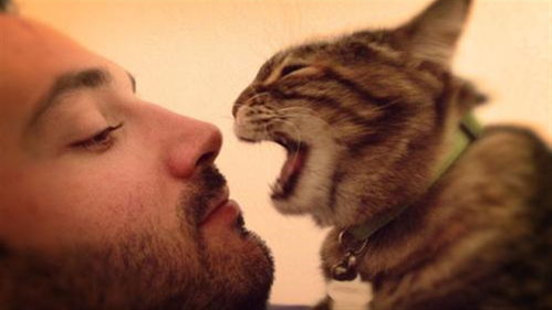 怎么给自己宠物猫起名