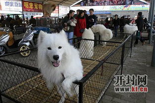 西安哪里狗市