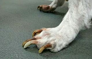 狗指甲流血多久能外出