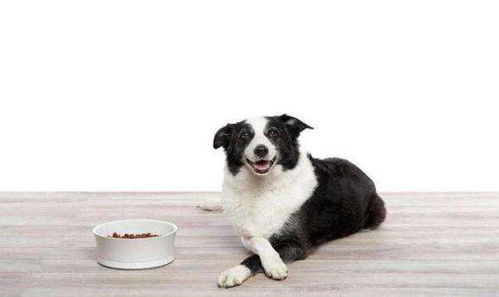多久可以吃成犬粮