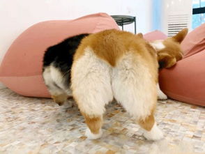 成都哪里买狗狗可靠