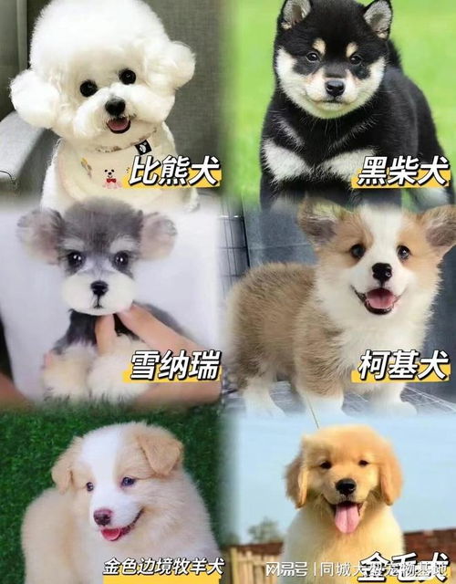 宠物狗狗在哪里买