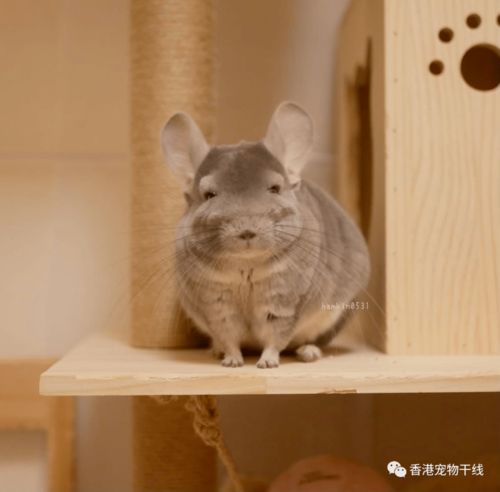 买一对成年龙猫怎么样