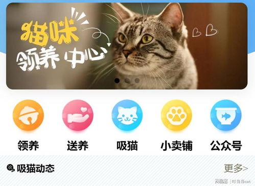 买猫去哪里买比较好