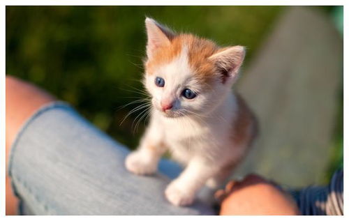 小猫的记忆有多久