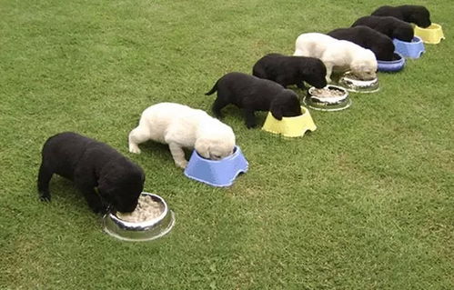 如何训练狗不乱吃东西
