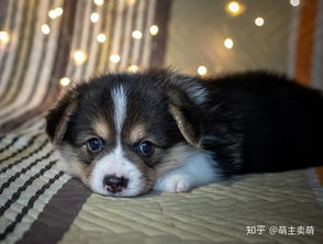 小狗吐了多久后喂食