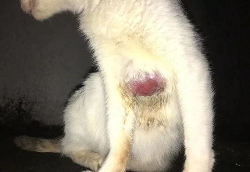 猫常见的皮肤病有哪些