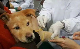 狗犬到哪里打疫苗