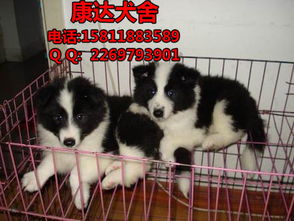 边牧幼犬多久洗澡