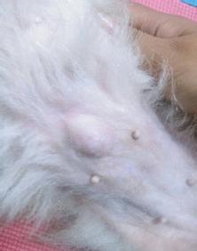 狗手术后多久愈合