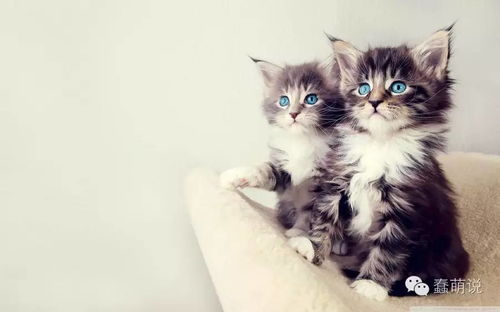 奶猫蓝膜多久脱落