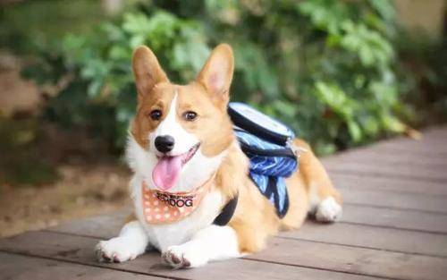 狗狗吐拉稀停食多久
