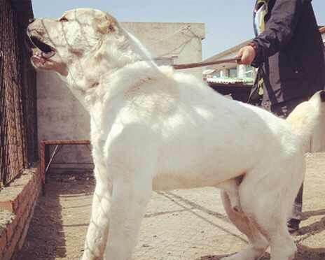 中亚牧羊犬对小孩怎么样
