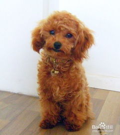 贵宾幼犬如何补钙