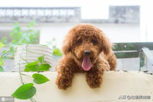 如何养好泰迪犬