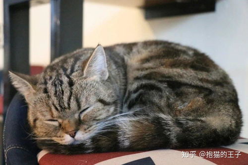 济南哪里的猫便宜