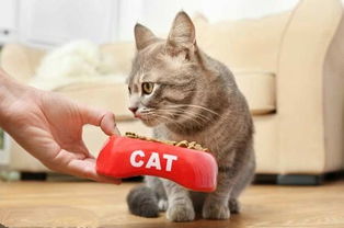 如何正确喂养猫