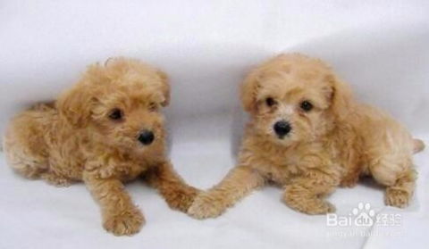 贵宾犬和泰迪犬哪个好