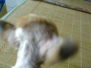 狗狗生螨虫会怎么样