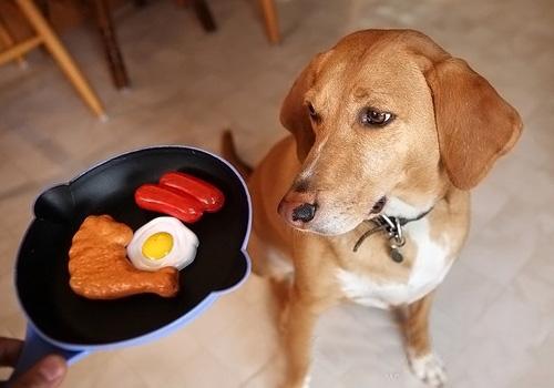 狗狗能吃的食物有哪些
