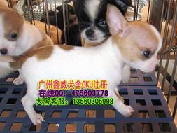 惠州哪里可以买狗