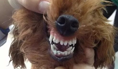 狗狗换牙期需要多久