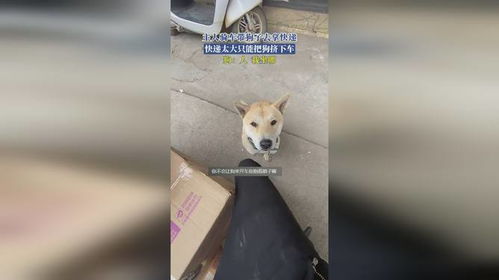 如何快递狗狗