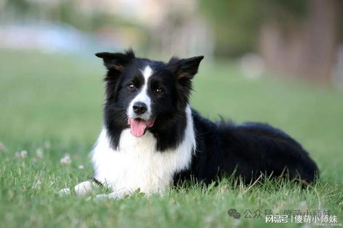 德国牧羊犬有哪些分类