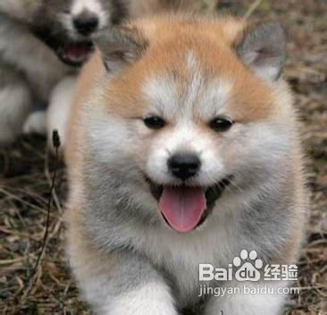 如何挑选秋田犬
