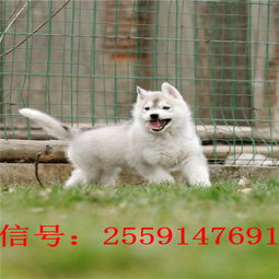无锡哪里有卖宠物狗