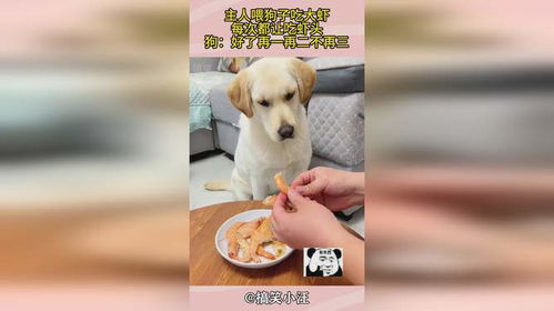 小狗吃了虾会怎么样