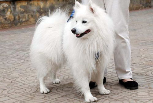 银狐犬可以活多久