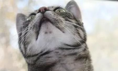 猫黑下巴多久可以恢复