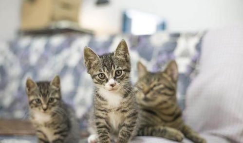 如何判断猫有腹水