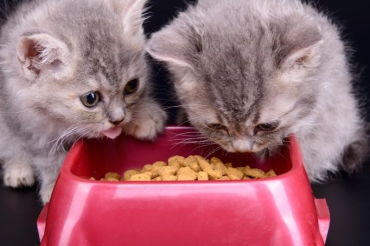 猫腹水还能活多久