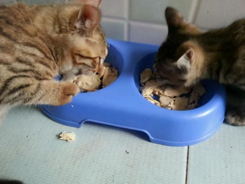 猫吃鸡胸肉煮多久