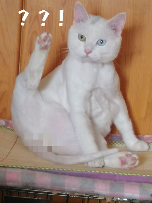 如何给猫剃脚底毛