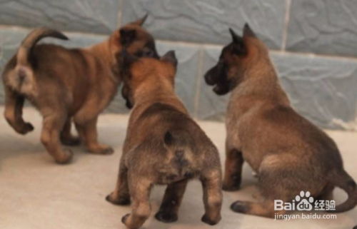 马犬幼犬多久驱虫一次