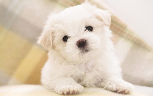 幼犬吃了多久排泄