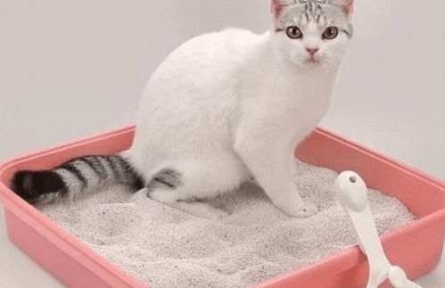 怎么样让猫会用猫砂